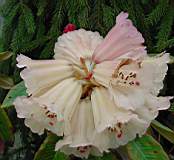 rhodo faloneri 2.JPG